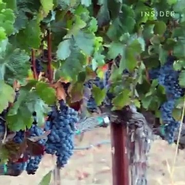 This is how wine corks and barrels are made