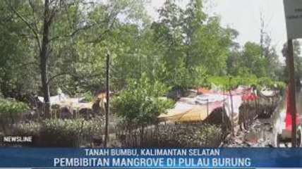 Melihat Pembibitan Mangrove di Pulau Burung Kalsel