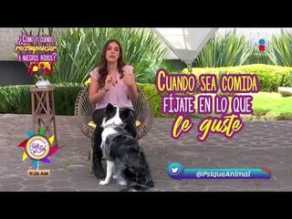 ¿Cómo y cuándo recompensar a mi perro? | Sale el Sol