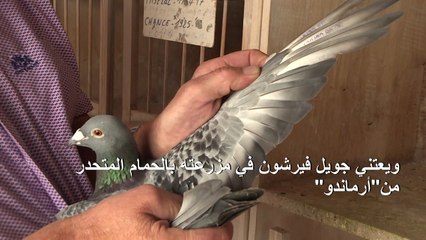 جويل فيرشون مربي حمام باع أحد طيوره بأكثر من مليون يورو