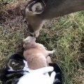 山羊和猫