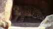 Llega un leopardo de las nieves al Zoológico de Chapultepec