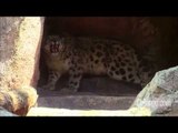 Llega un leopardo de las nieves al Zoológico de Chapultepec