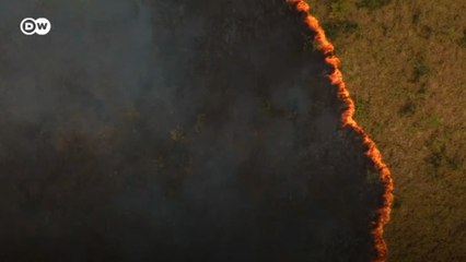 A cadeia criminosa que ameaça a Floresta Amazônica