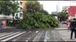 Cae árbol en avenida Insurgentes