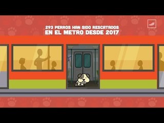 ¡Adopta perritos del metro! - Al Chile