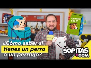 Video de la Semana - ¿Cómo saber si tienes un perro o un perrhijo? | Sopitas.com