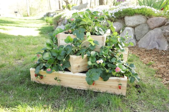 How to Build a Tiered Strawberry Planter