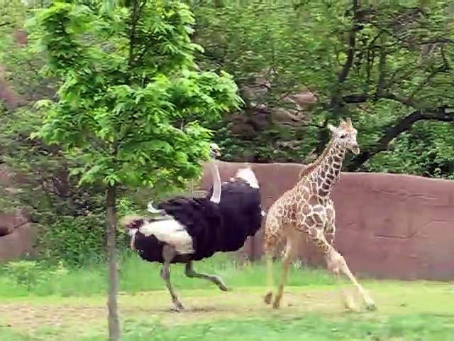 Un Bebe Girafe Et Une Autruche Jouent A Trap Trap Trop Mignon Video Dailymotion