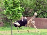 Un bébé girafe et une autruche jouent à trap-trap... Trop mignon
