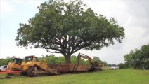 Ils utilisent 3 pelleteuses pour déplacer un chêne centenaire de 234 tonnes sur 500m