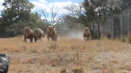 L'heure du repas pour ces lions du Antelope Park, Zimbabwe