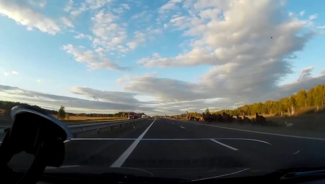 Un automobiliste découvre des centaines de chevaux qui courent le long de l'autoroute