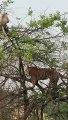 Un tigre fait une belle chute alors qu'il chasse un singe dans un arbre