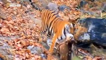 documental-tigres-la-guerra-de-los-tigres-natgeo-wild-hd-espanol-hd