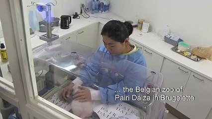 Belgian zoo celebrates twin pandas' first month