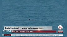 Avistamiento de vaquitas marinas en Golfo de California