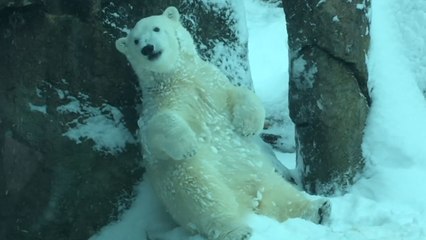 Animals Play After Huge Snow Storm Shuts Down Oregon Zoo