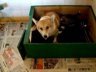 BB Shupa 4 semaines 021