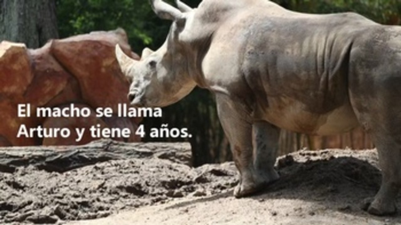 Dos rinocerontes blancos se roban la atención en Guatemala