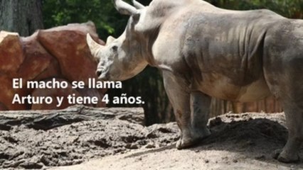 Dos rinocerontes blancos se roban la atención en Guatemala