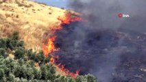 Hatay’da çıkan yangında 50 hektarlık zeytinlik kül oldu