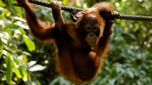 Endangered orangutans face greater risk from Indonesian plans to shift capital to East Kalimantan in Borneo
