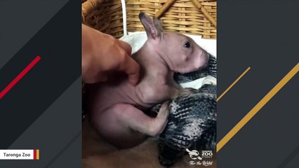 Orphaned Wombat Joey Receives TLC From Taronga Zoo Staffers