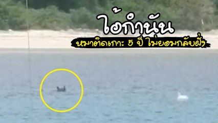 เปิดชีวิต ไอ้กำนัน หมาในตำนาน ใช้ชีวิตติดเกาะลำพัง 5 ปี ไม่ยอมกลับฝั่ง