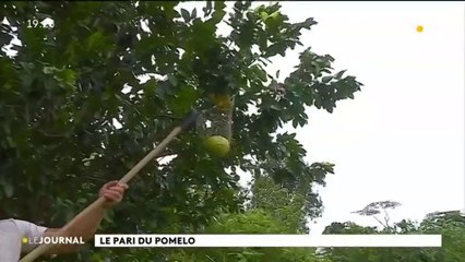 Au cœur du fenua : les pomelos d’Hitiaa O Tera