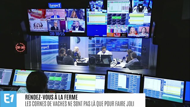 Touche pas à mes cornes !