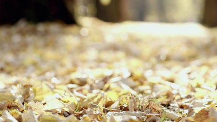 Advanced Sports and Orthopedics: Foot Fracture Saratoga Springs