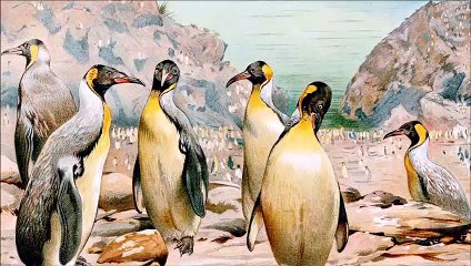 Giant Penguins Were Discovered In New Zealand