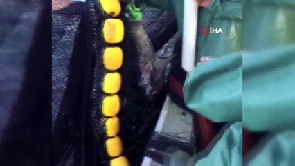 Erdek'te ağlara 4 metrelik köpek balığı takıldı