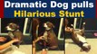 Dramatic Dog Faints to avoid nail trimming, VIRAL VIDEO | Dog hilarious stunt goes viral | Boldsky