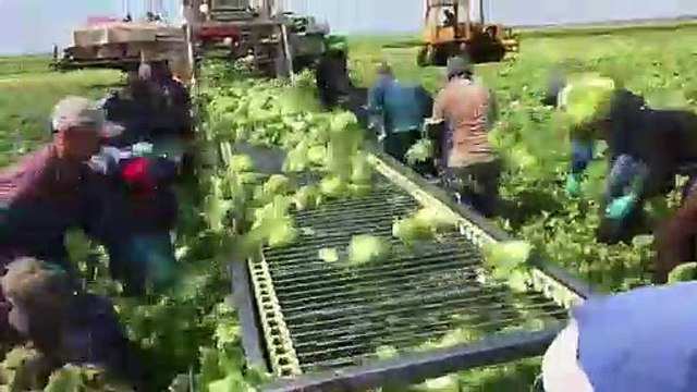 Amazing Harvesting Technology Machine | Cabbage Harvesting In BIg farm