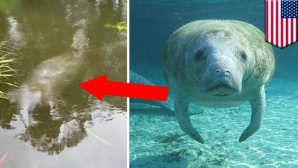 High tide during Hurricane Dorian brings manatee to woman's yard