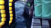 Erdek’te ağlara 4 metrelik köpek balığı takıldı