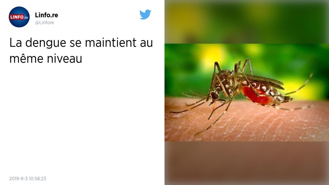 Asie du Sud-Est : Face à l’explosion de dengue, les chercheurs planchent sur une bactérie « tueuse »