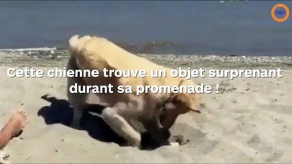 Cette chienne trouve un objet surprenant pendant sa promenade !