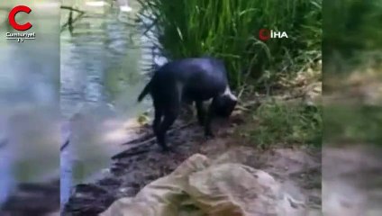 Köpek, çaya girerek çöpleri topladı