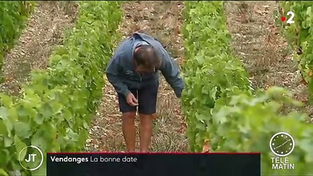 Vendanges : comment les viticulteurs choisissent le bon moment ?