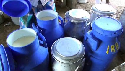 ஸ்ரீவில்லிபுத்தூர் பால்கோவாவுக்கு புவி சார் குறியீடு.. இனி விற்பனை அதிகரிக்கும்!-வீடியோ