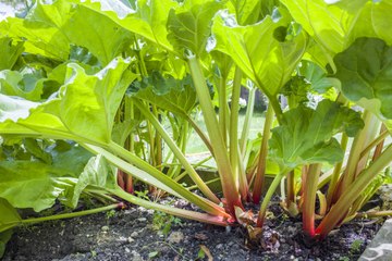 Vos Questions Jardin: Ma rhubarbe est pleine de pucerons