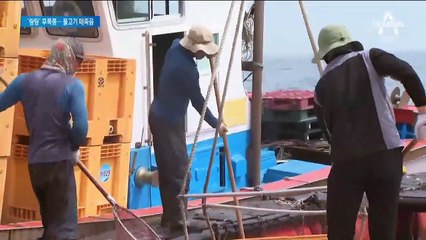 태풍 ‘링링’이 몰고온 적조…물고기 180만 마리 폐사