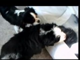 Voyou mon bouvier bernois et Cali mon cavalier king charles