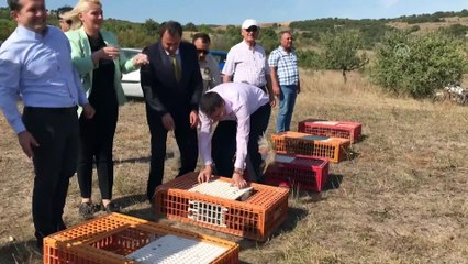 Keklikler doğaya bırakıldı - EDİRNE
