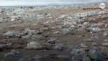 Pour sensibiliser au nettoyage des plages, ce collectif organise une véritable 
