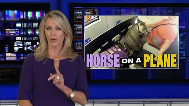 Découvrez les images surprenantes d'une Américaine qui voyage en cabine d'un avion avec ... son cheval miniature !