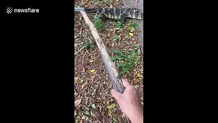 Poor monitor lizard stumbles along road with snout stuck in discarded tin in Thailand